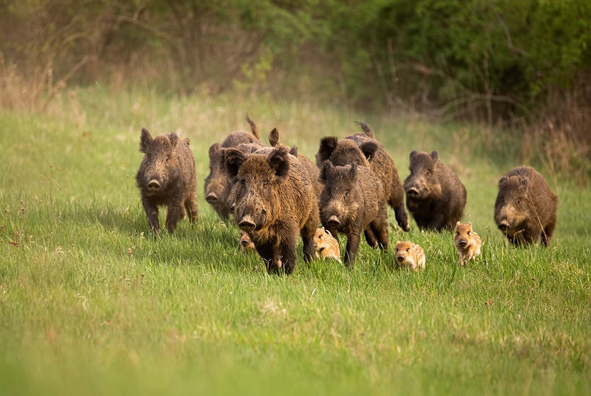La caza: herramienta clave para prevenir la Peste Porcina Africana en Andalucía, según la Federación Andaluza de Caza