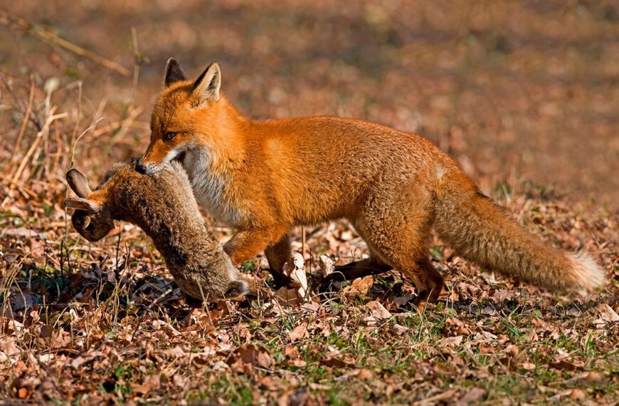 Orden de Control de Predadores en Andalucía Publicada por la Federación Andaluza de Caza