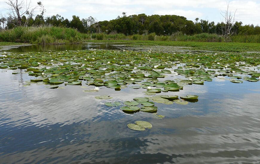 Restauración Ambiental de la Laguna de las Madres: Colaboración entre la Junta y la Fundación Moeve
