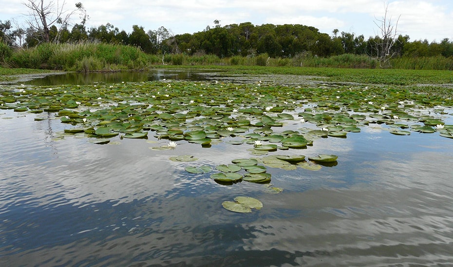 Restauración Ambiental de la Laguna de las Madres: Colaboración entre la Junta y la Fundación Moeve 1 Restauración Ambiental de la Laguna de las Madres: Colaboración entre la Junta y la Fundación Moeve
