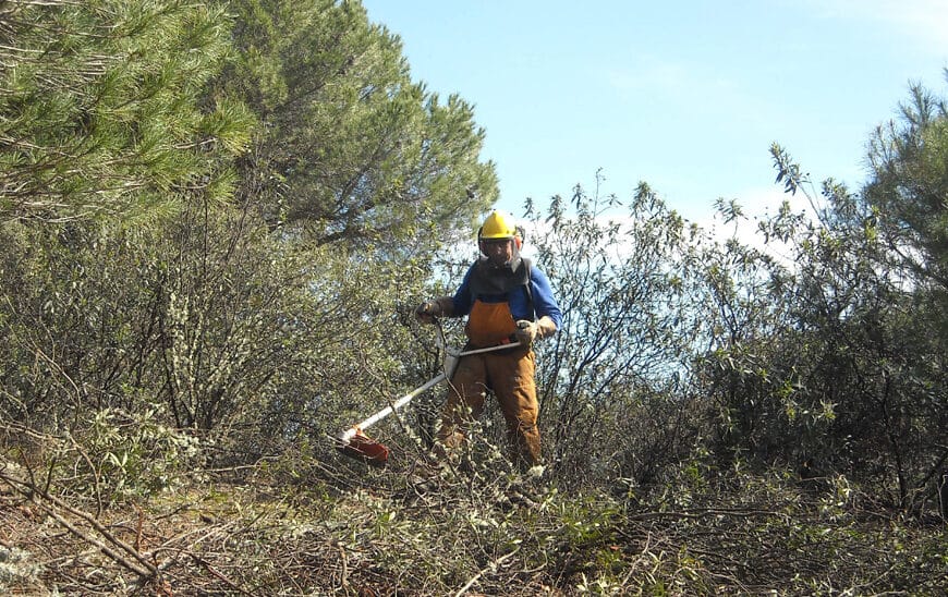 Se Aprueban las Bases de Ayudas para Inversiones en Gestión Forestal y Prevención de Incendios