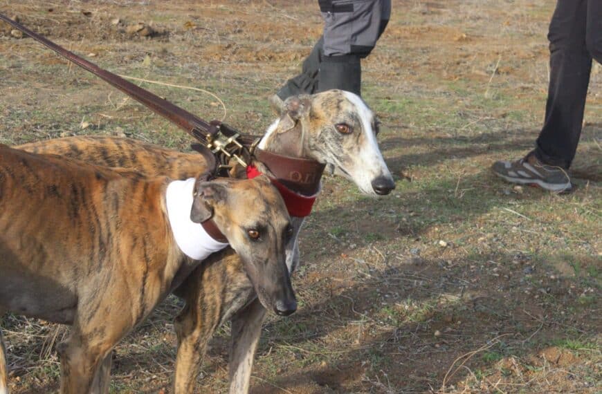 Título: Crónica de las Finales en el Cercado del Duque