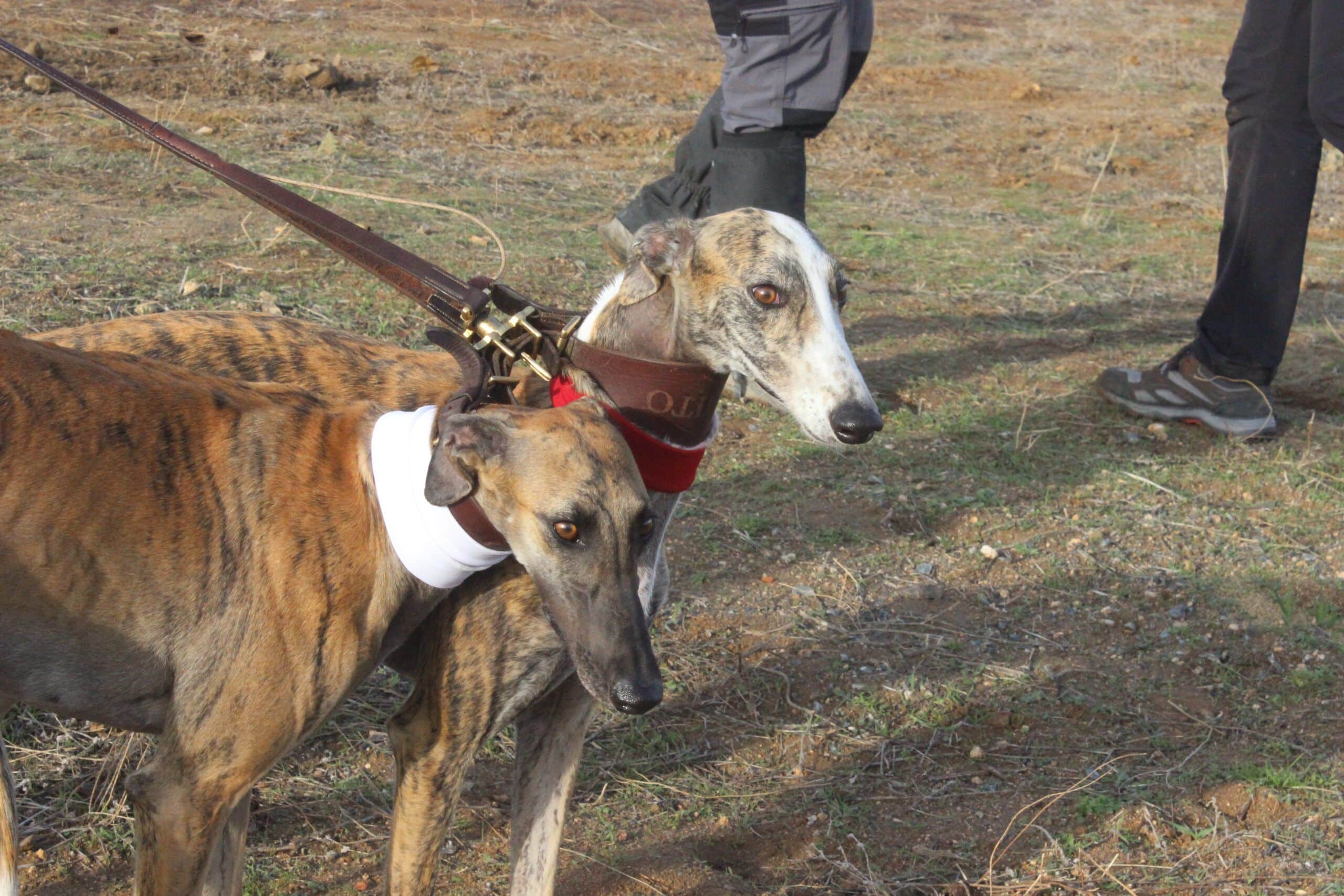 Título: Crónica de las Finales en el Cercado del Duque 1 Título: Crónica de las Finales en el Cercado del Duque
