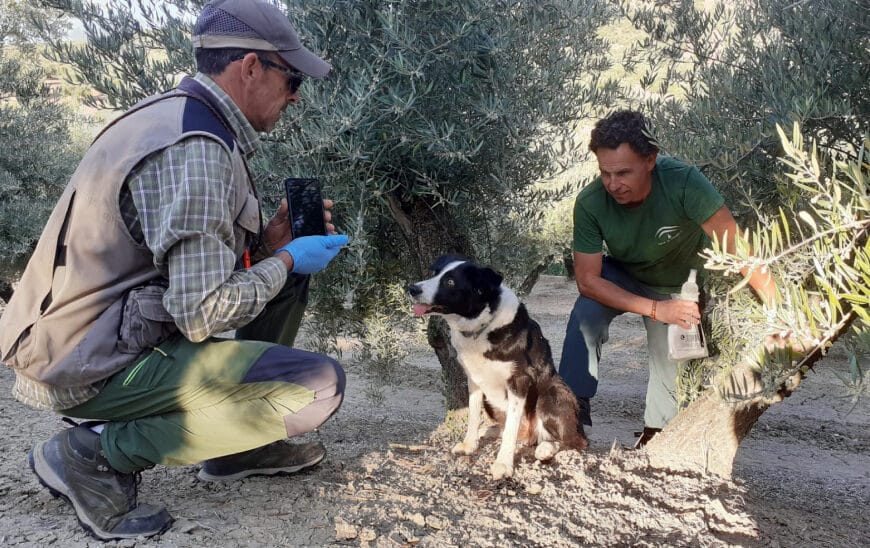 Alianza Vital: El Papel de la Unidad Canina de la Junta en la Protección de la Fauna contra el Veneno