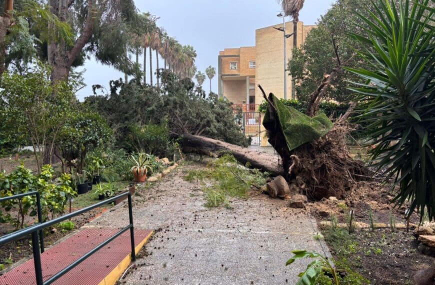 Caída de árbol en el acceso al edificio principal en el IES LAS BANDERAS, El Puerto de Santa María en horario lectivo durante el día 28 de enero de 2026.