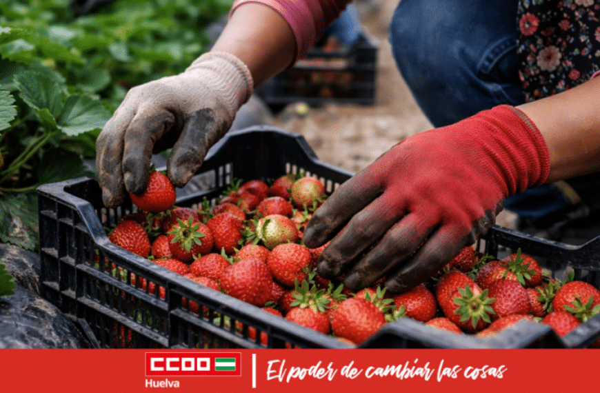 Trabajadora agrícola recolectando fresas en un campo de Huelva. Muchas mujeres contratadas en origen se encuentran en situaciones de vulnerabilidad, con desconocimiento del idioma y de sus derechos, lo que las hace especialmente susceptibles a abusos laborales y sexuales.