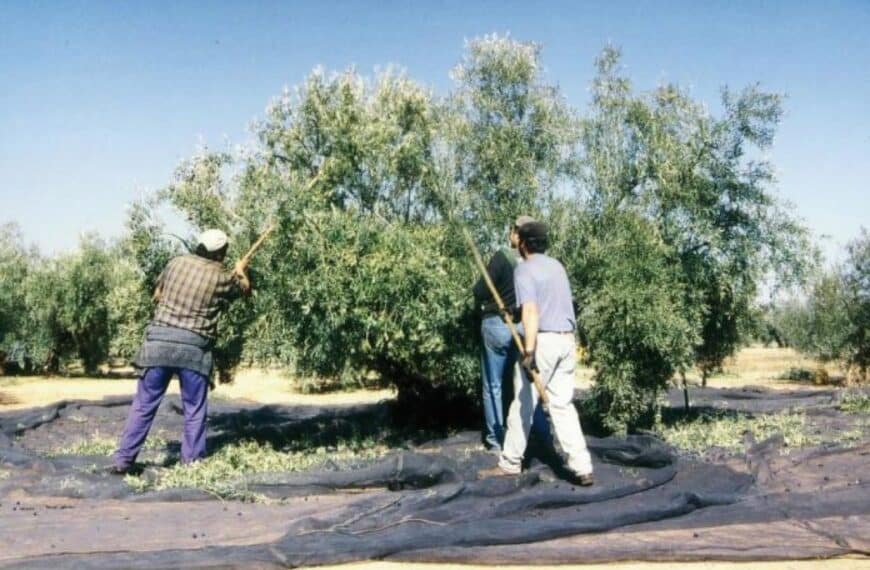 CCOO exige revisar las tablas salariales del campo de inmediato.