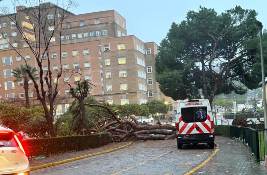 Árbol caído en el recinto del Hospital Virgen del Rocío.