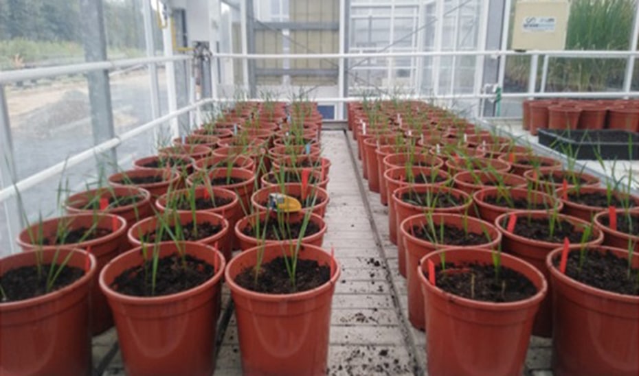 Cereales Innovadores: Logro Andaluz en Resistencia a Sequías y Reducción de Gluten 1 Cereales Innovadores: Logro Andaluz en Resistencia a Sequías y Reducción de Gluten