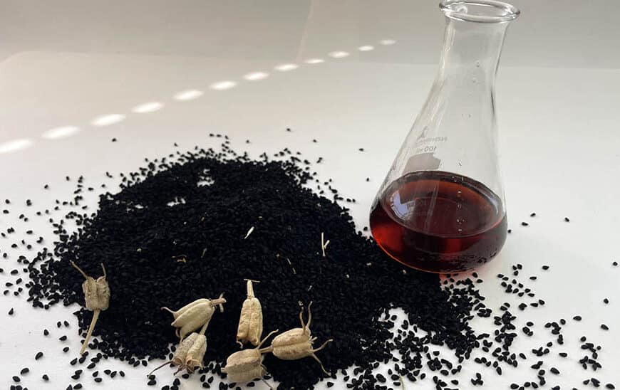 Científicos Andaluces Desarrollan Método Rápido para Evaluar Beneficios del Comino Negro
