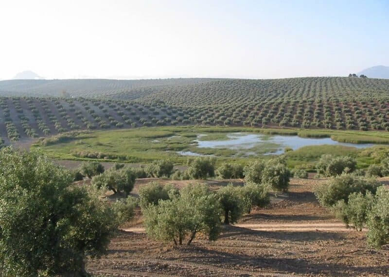 Cooperativas Agro-alimentarias de Andalucía Piden Flexibilización de Medidas en la PAC Debido a Circunstancias Meteorológicas Adversas