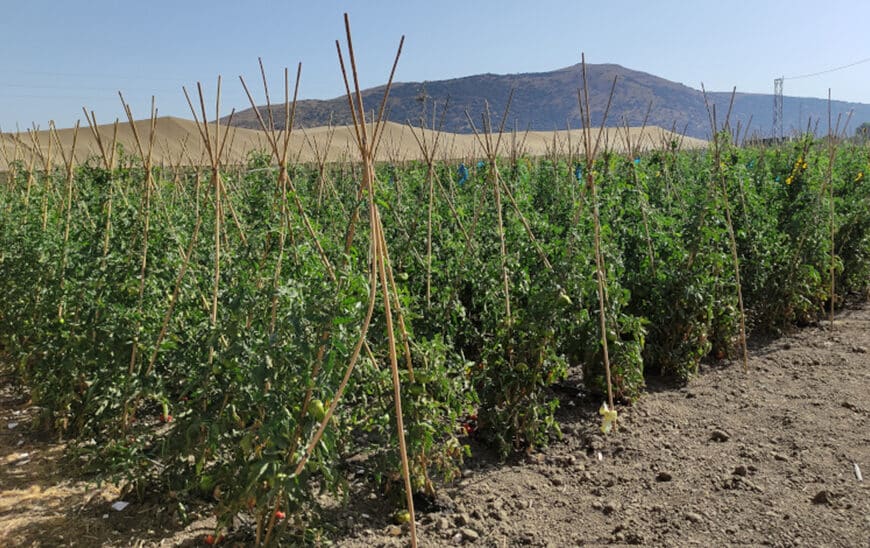 Investigadores Andaluces Desarrollan 'Vacuna Natural' para Cultivar Tomates Más Saludables