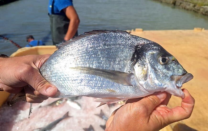 Junta Apoya Registro Europeo de la IGP 'Pescado de Esteros de Andalucía'