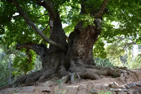 Castaño Santo, Istán (Fotografía de Miguel Ángel Mateo)