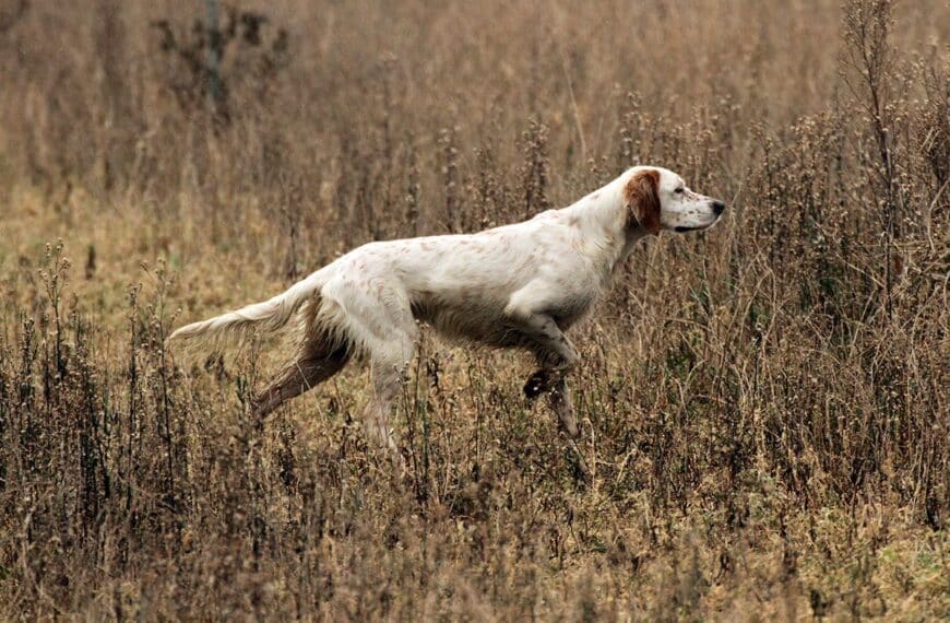 La Federación Andaluza de Caza Reafirma su Compromiso con la Organización de Pruebas Deportivas de Caza según la Normativa Vigente