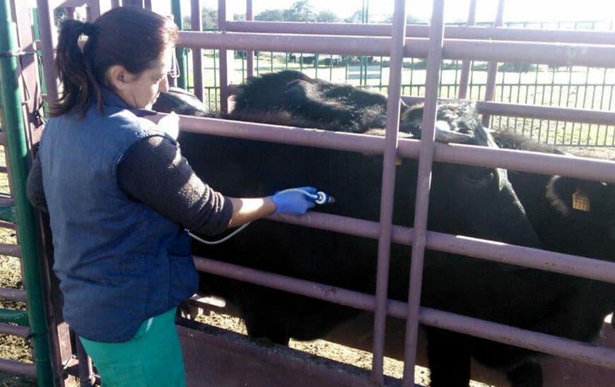 La Junta Otorga Ayudas a Asociaciones de Ganaderos para Programas Sanitarios Ejecutados