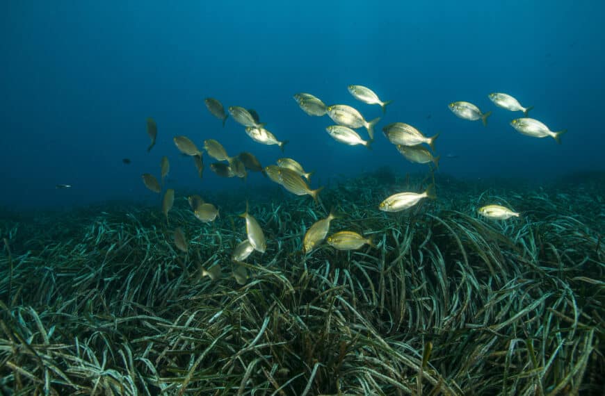 Praderas Marinas en Andalucía: Un 60% de Posidonia en 117,70 km² de Biodiversidad Costera