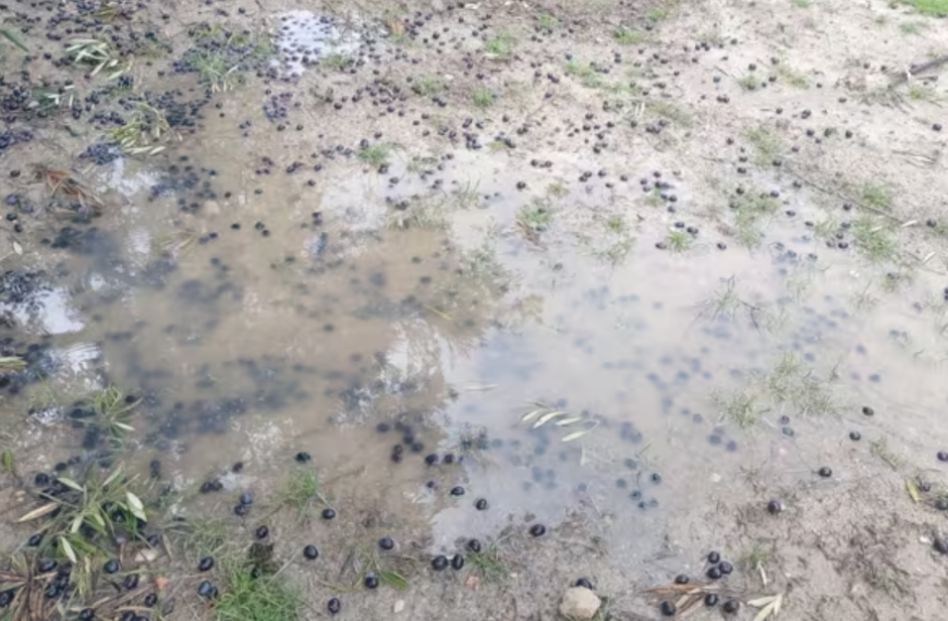 La Junta ha anunciado ayudas para el campo afectado por las inundaciones