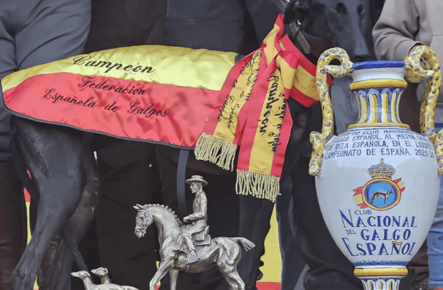 Andalucía se Corona Campeona de España: Resultados Final del Campeonato Nacional de Galgos