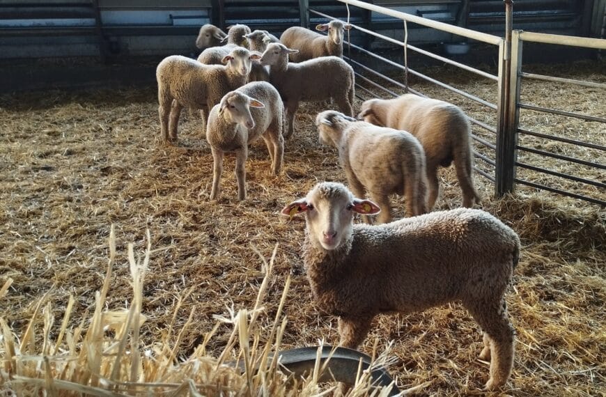 Cooperativas Agro-alimentarias de Andalucía expresa a la Consejería de Agricultura las inquietudes del sector ovino