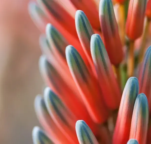 El Bienestar Emocional de los Empleados: Clave para el Futuro en 2026