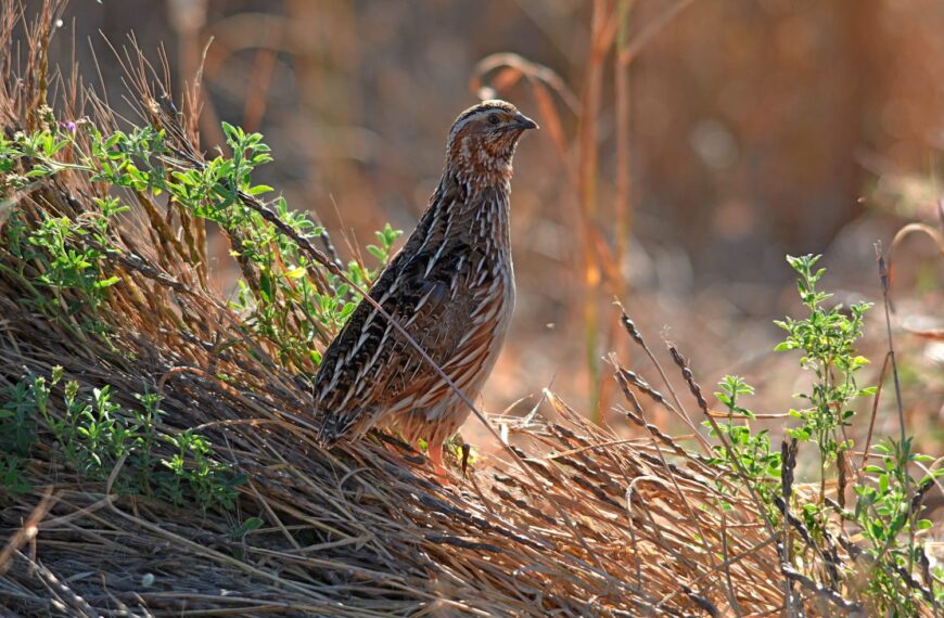 Europa Desoye Datos de Coturnix e Intenta Imponer Restricciones a la Caza de la Codorniz, Afirma la Federación Andaluza de Caza