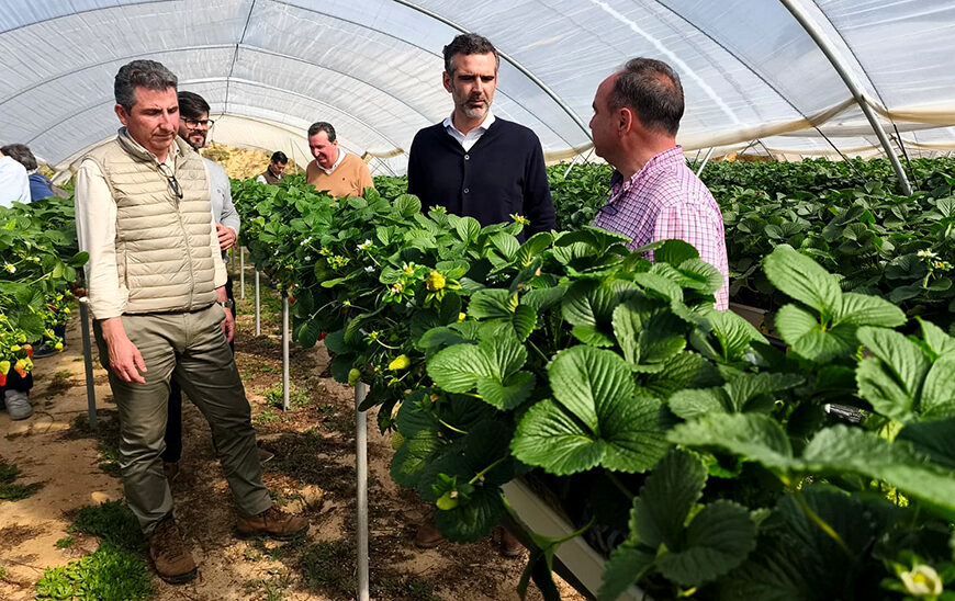 Huelva Lidera la Exportación de Frutos Rojos en Andalucía: 90% Exportado entre Enero y Noviembre de 2025
