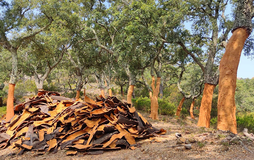 Iniciativa de la Junta para Mejorar la Gestión de Alcornocales y Potenciar la Captura de Carbono
