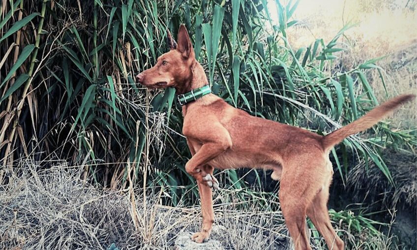 Inicio de la II Liguilla Social de Podenco Andaluz el 28 de Febrero en Andalucía