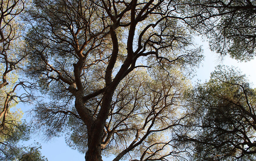 Inversión en Acción Climática: La Junta Alcanza 9.363 Millones desde 2021