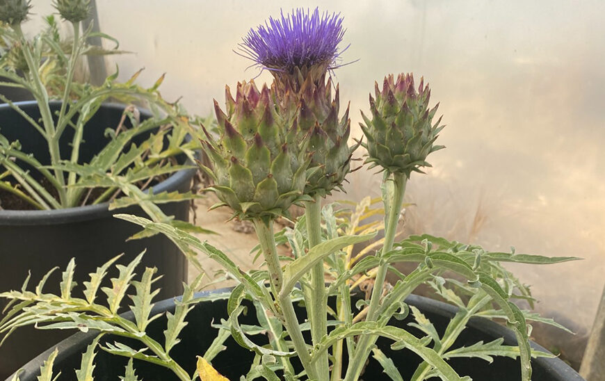 Investigadores Andaluces Crean Bioherbicida Innovador con Nanotecnología a partir de Cardo Silvestre