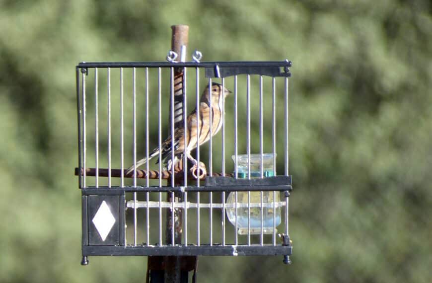 La Comisión Europea Confirma la Legalidad de los Estudios de Silvestrismo de la Junta de Andalucía, según la Federación Andaluza de Caza