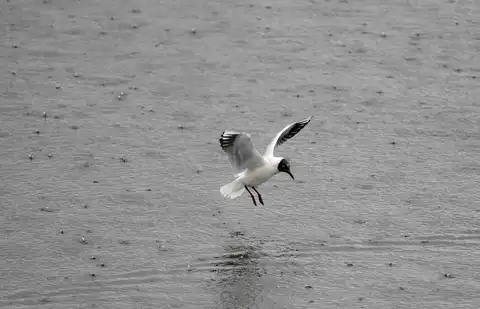 Gaviota cabecinegra 01
