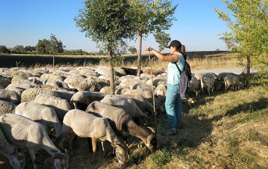 La Junta Lanza Convocatoria de 54 Millones en Ayudas para Prácticas Agrícolas Sostenibles y Zonas con Limitaciones