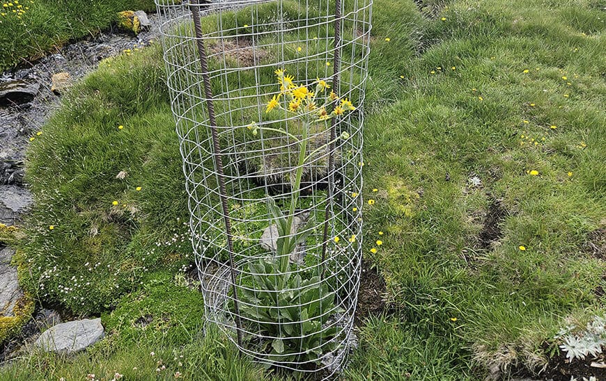 La Junta Lidera Esfuerzos para Recuperar Cinco Especies de Flora en Peligro en las Montañas de Andalucía