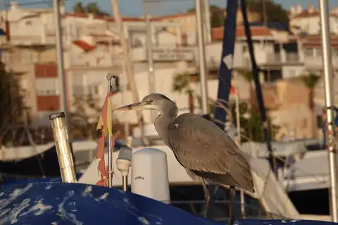 Garza en Caleta de Vélez 2