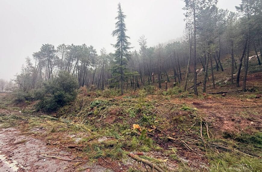 Preocupación de los Cazadores por Actuaciones Silvícolas en el Parque Sierra de Huétor que Amenazan su Masa Forestal – Federación Andaluza de Caza