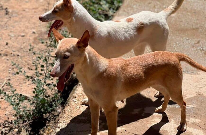 Robo de 45 Perros de Caza y Utensilios en Andalucía: Federación Andaluza de Caza Alerta