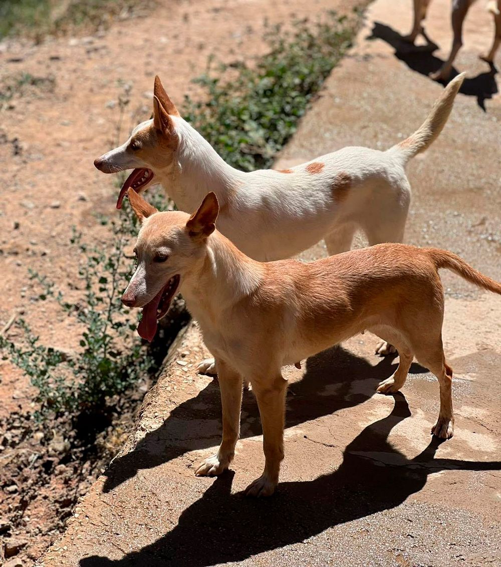 Robo de 45 Perros de Caza y Utensilios en Andalucía: Federación Andaluza de Caza Alerta 1 Robo de 45 Perros de Caza y Utensilios en Andalucía: Federación Andaluza de Caza Alerta