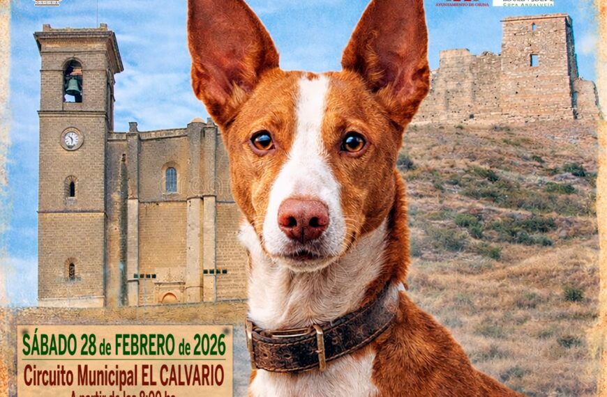 Sorteo de la VII Copa de Trabajo de Podencos 'Villa Ducal de Osuna' esta noche - Federación Andaluza de Caza