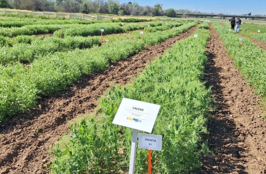 El IAS-CSIC celebra el Día Mundial de las Legumbres poniendo de relieve la importancia de los cultivos de leguminosas