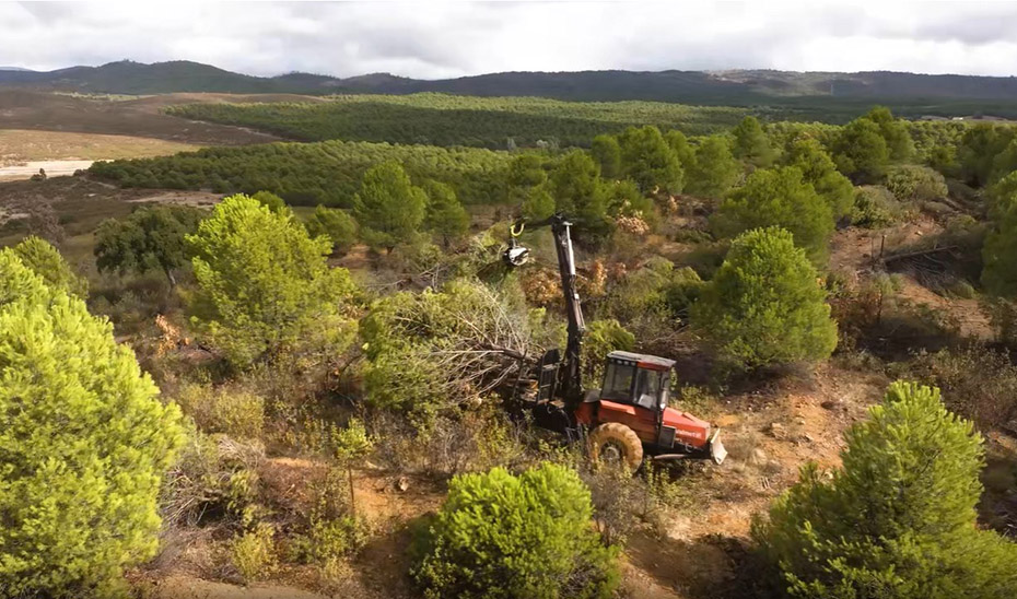 Aprovechamiento Sostenible de la Madera: Andalucía Impulsa la Gestión y Conservación de sus Montes 1 Aprovechamiento Sostenible de la Madera: Andalucía Impulsa la Gestión y Conservación de sus Montes