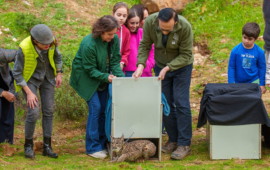 Avance en la Recuperación del Lince Ibérico: Liberación de Dos Ejemplares en Lora del Río