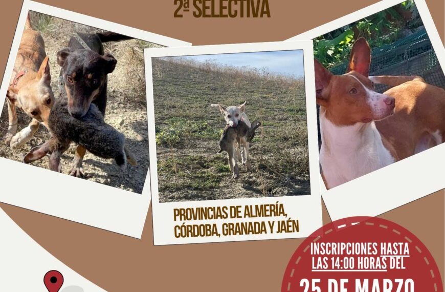 Deifontes Será Sede de la Segunda Selectiva de la Copa Andalucía de Podenco Andaluz, Maneto y Orito Español 2026: Inscripciones Abiertas – Federación Andaluza de Caza