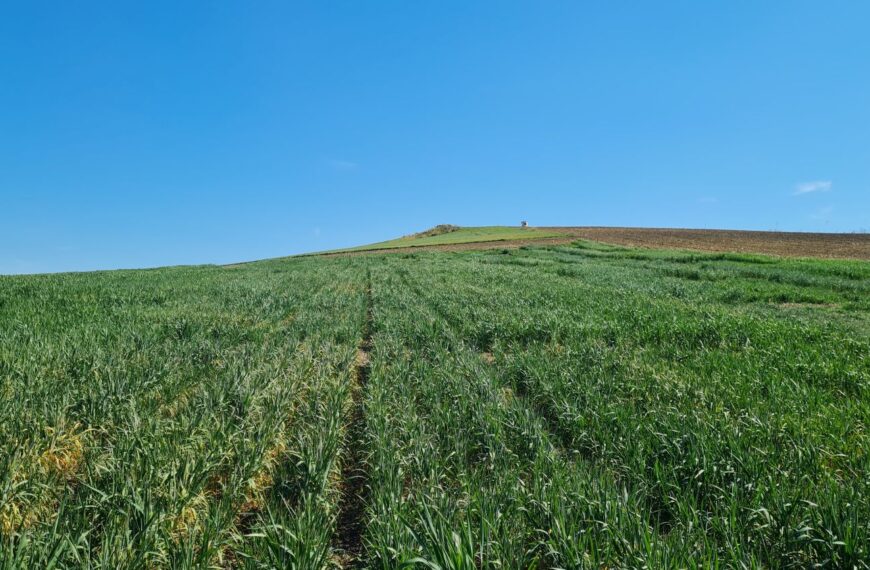 Investigadores del CSIC trabajan en nuevos cereales más nutritivos y resistentes al cambio climático