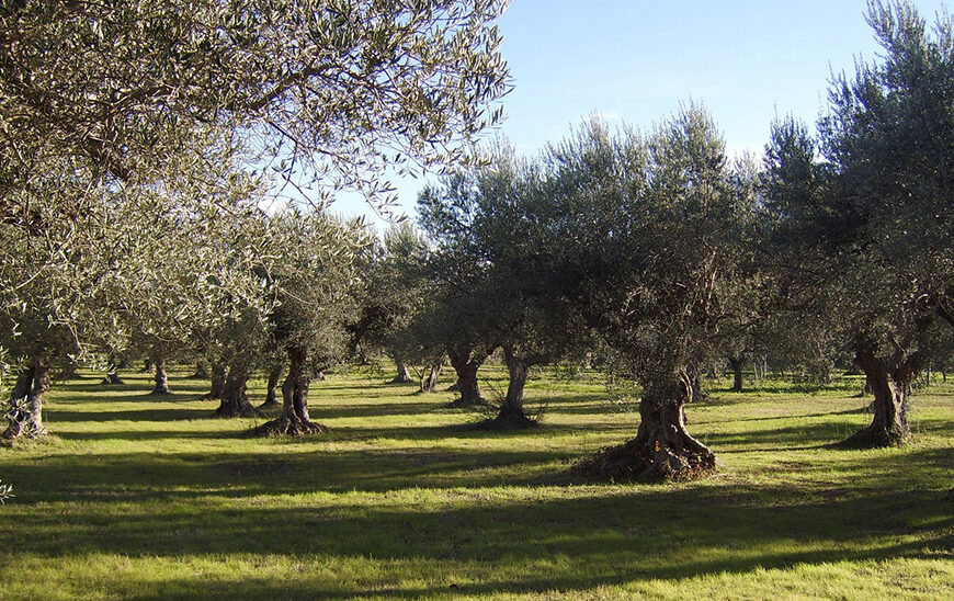 Inscripciones Abiertas para la Jornada Demostrativa de Olivar de 'Demofarm Andalucía'