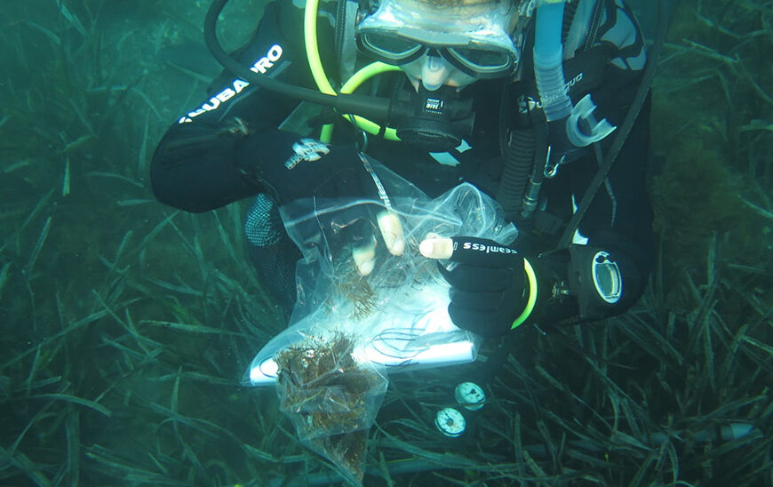 Investigadores Andaluces Confirman Expansión del Alga Asiática a Través de Reproducción Asexual