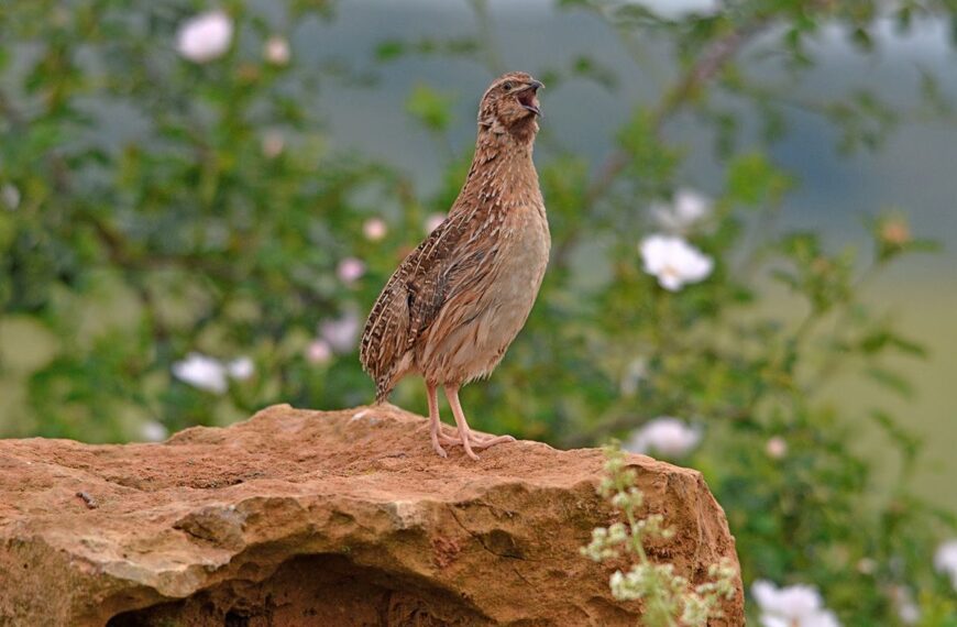 La FAC Defenderá en el Foro Nacional de la Codorniz los Datos Científicos que Avalan la Sostenibilidad de Su Caza
