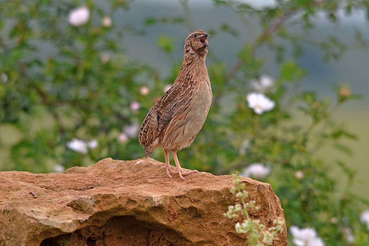 La FAC Defenderá en el Foro Nacional de la Codorniz los Datos Científicos que Avalan la Sostenibilidad de Su Caza 1 La FAC Defenderá en el Foro Nacional de la Codorniz los Datos Científicos que Avalan la Sostenibilidad de Su Caza