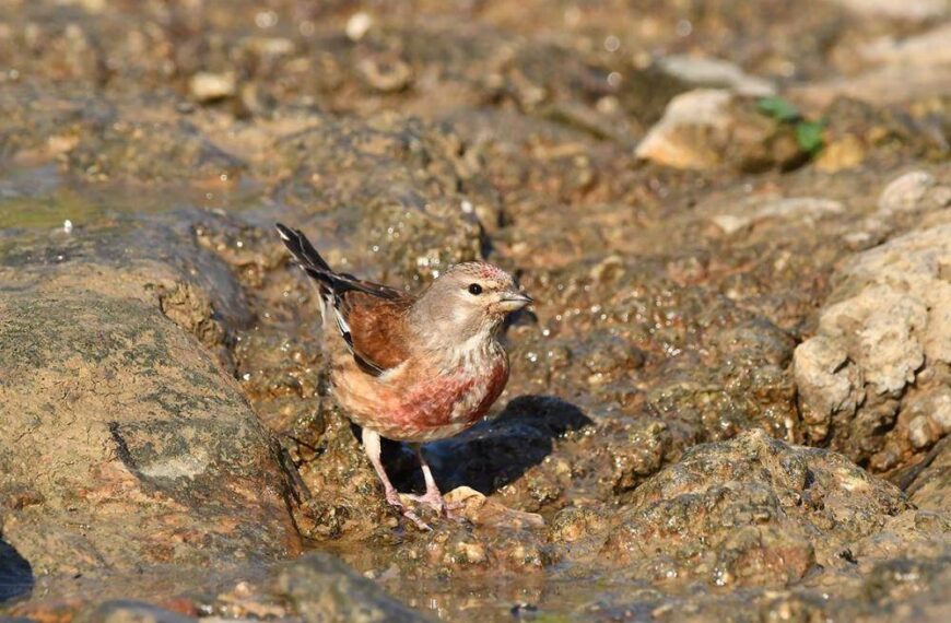 La Federación Andaluza de Caza urge a la Junta a proseguir con los estudios científicos sobre el silvestrismo ante la campaña mediática de SEO BirdLife